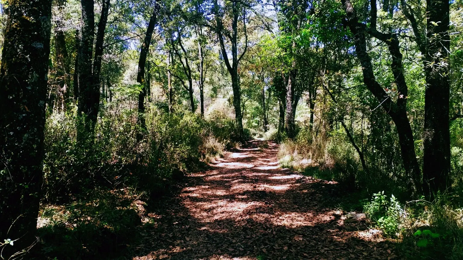 Acceso forestal a Coyote 61