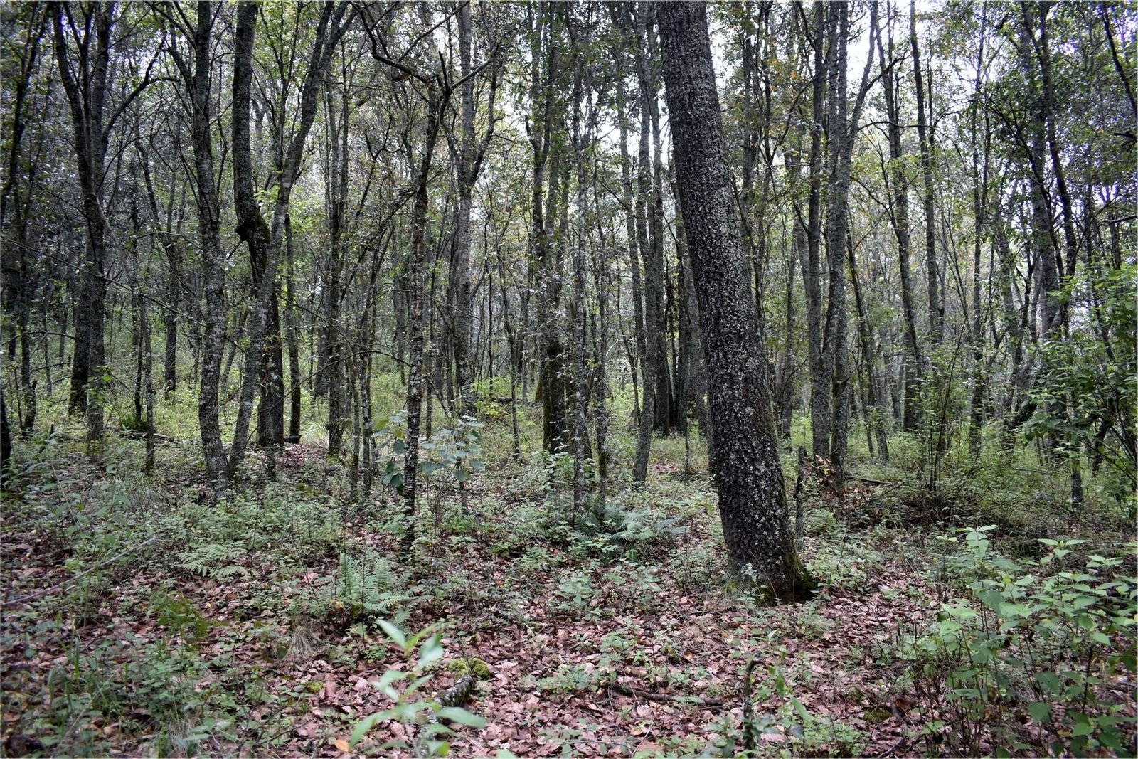Bosque abierto dentro de Coyote 61