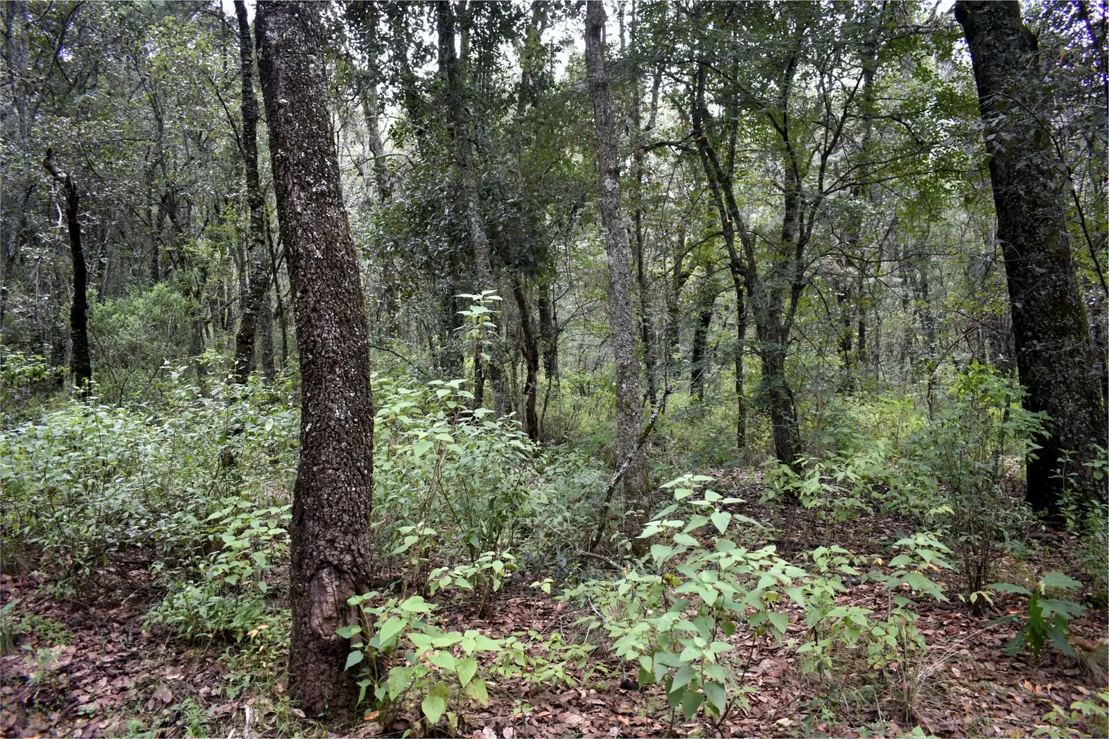 Bosque abierto de Coyote 61